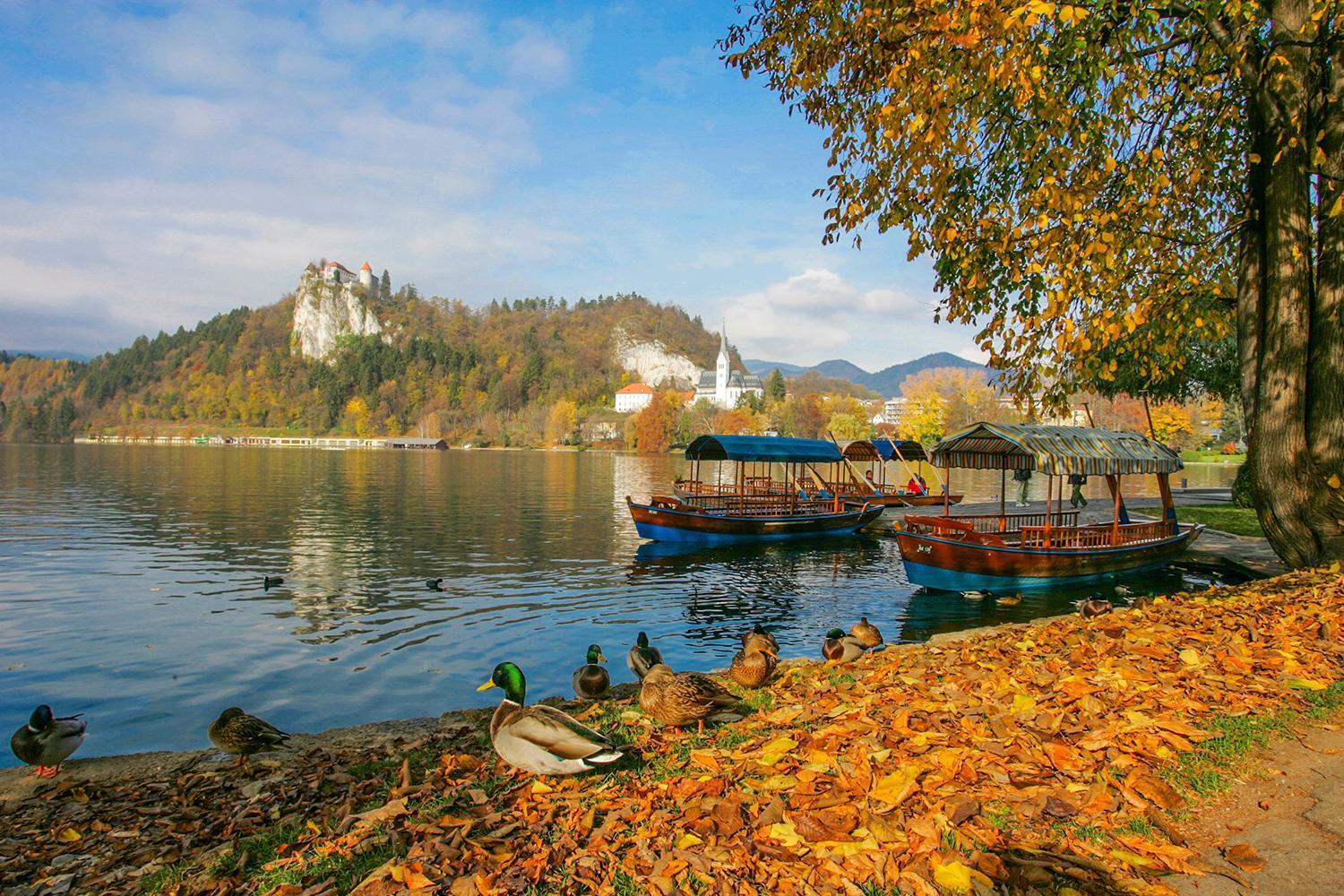 Goldenfields Apartment Kranj városi község Kültér fotó