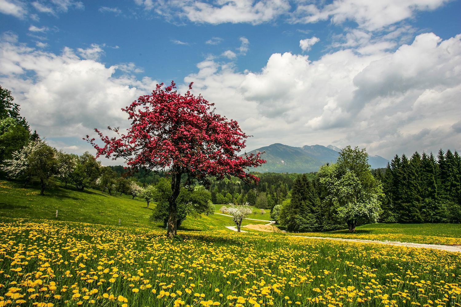 Goldenfields Apartment Kranj városi község Kültér fotó
